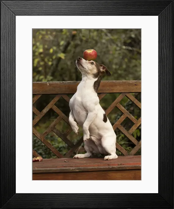 Framed Print : Picture No. 12480098 Framed Print : Picture No. 12480098