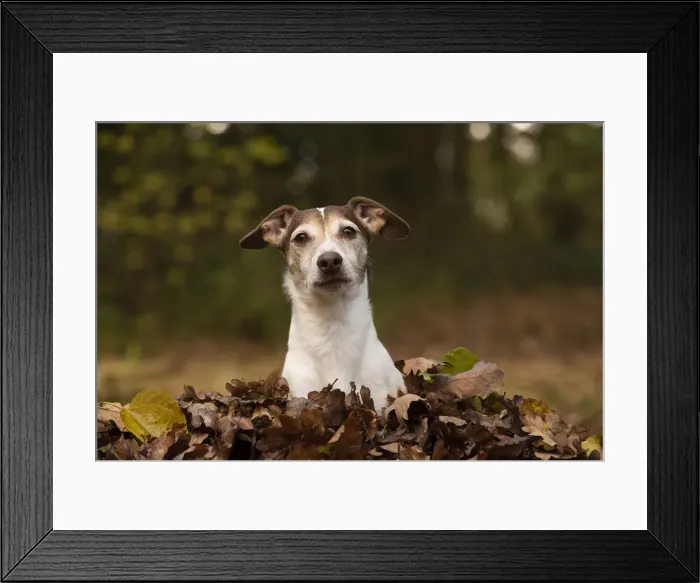 Framed Print : Picture No. 12480099