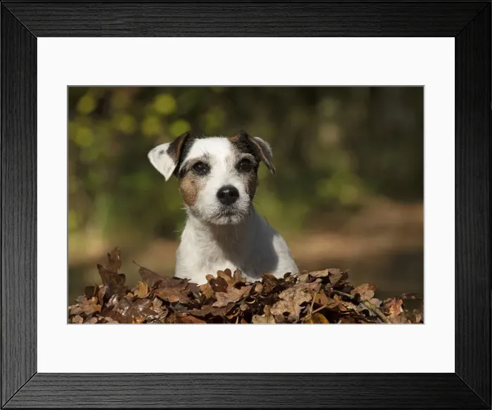 Framed Print : Picture No. 12480101 Framed Print : Picture No. 12480101