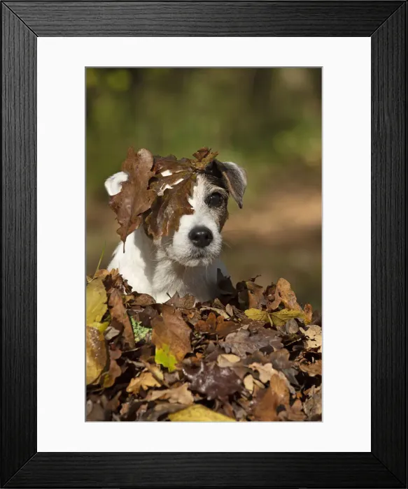 Framed Print : Picture No. 12480102 Framed Print : Picture No. 12480102