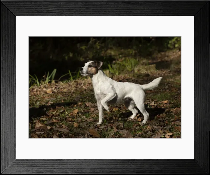 Framed Print : Picture No. 12480103 Framed Print : Picture No. 12480103
