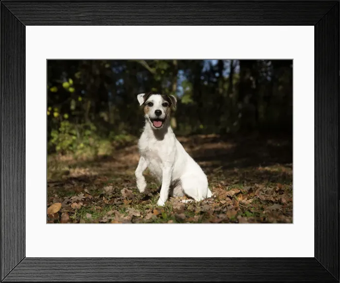 Framed Print : Picture No. 12480105