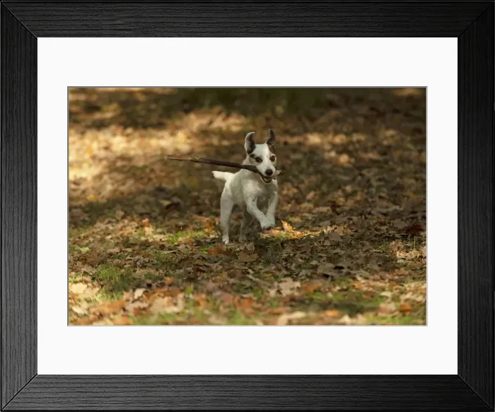 Framed Print : Picture No. 12480107 Framed Print : Picture No. 12480107