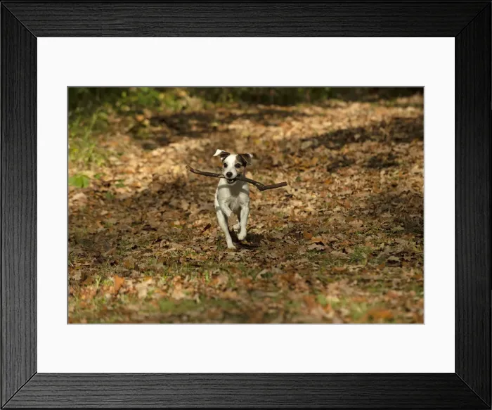 Framed Print : Picture No. 12480108