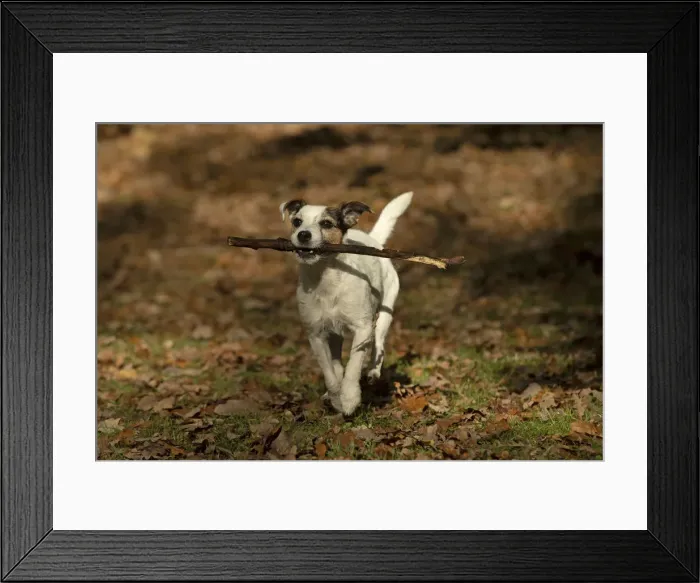 Framed Print : Picture No. 12480109 Framed Print : Picture No. 12480109