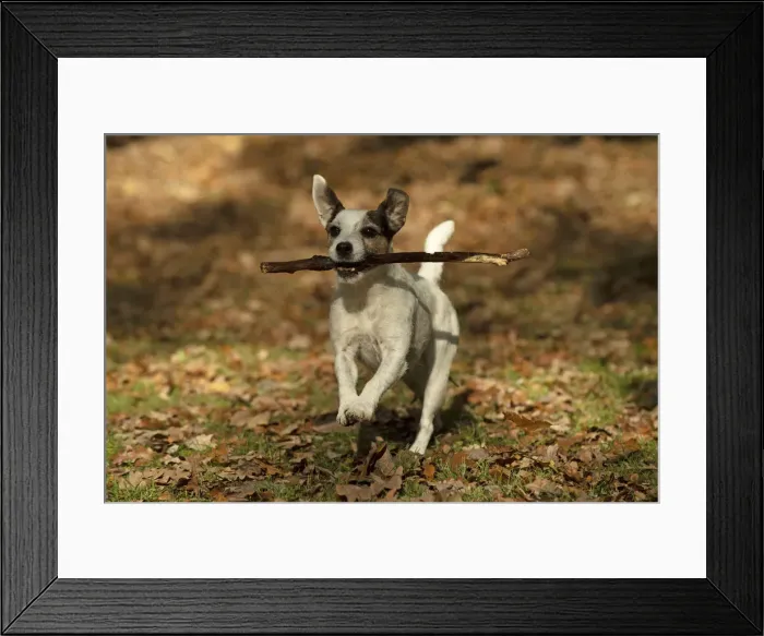 Framed Print : Picture No. 12480110 Framed Print : Picture No. 12480110
