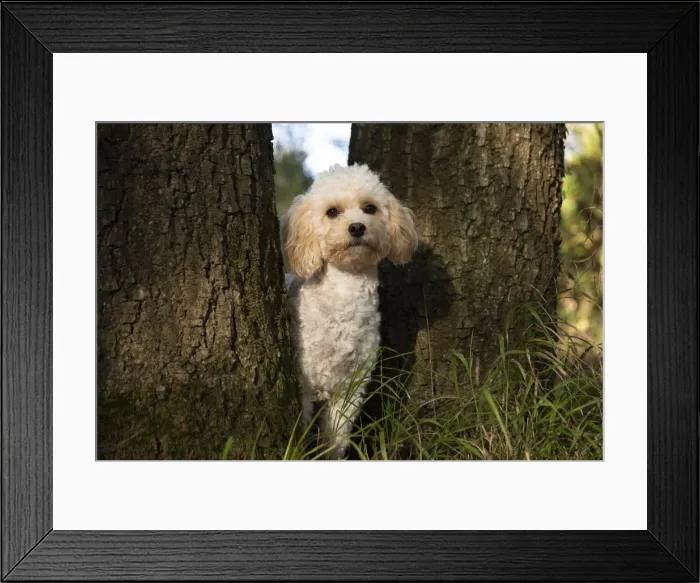 Framed Print : Picture No. 12480111 Framed Print : Picture No. 12480111