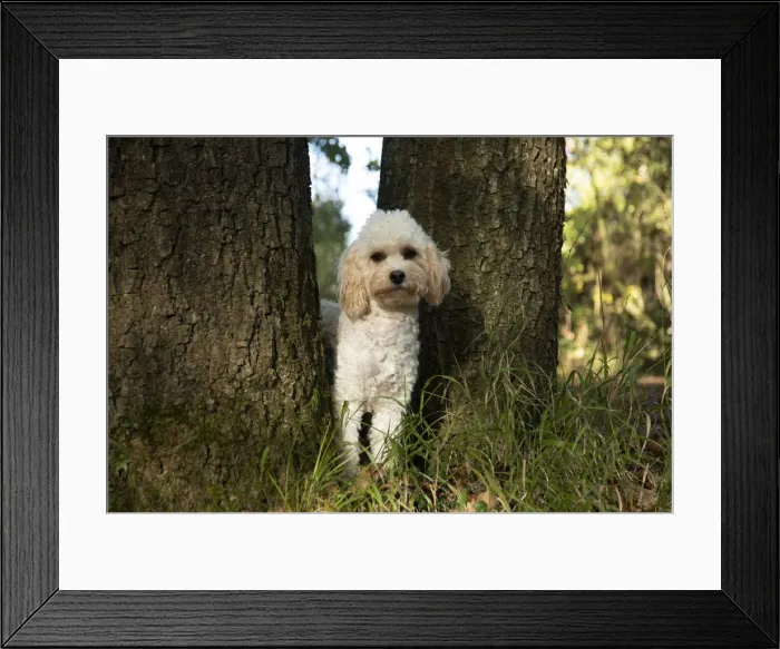 Framed Print : Picture No. 12480112 Framed Print : Picture No. 12480112