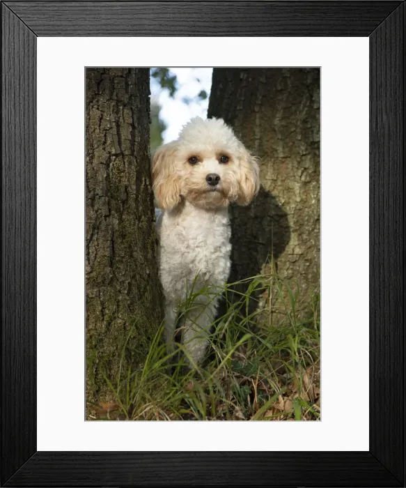 Framed Print : Picture No. 12480113 Framed Print : Picture No. 12480113