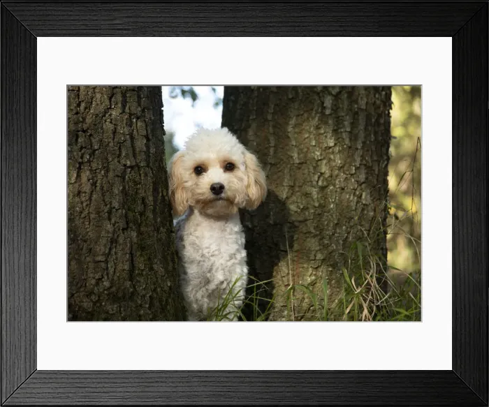 Framed Print : Picture No. 12480114 Framed Print : Picture No. 12480114