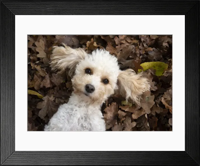 Framed Print : Picture No. 12480115 Framed Print : Picture No. 12480115