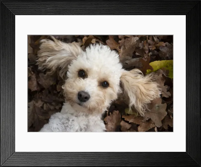 Framed Print : Picture No. 12480116 Framed Print : Picture No. 12480116