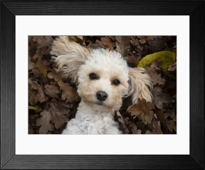 Framed Print : Picture No. 12480117 Framed Print : Picture No. 12480117