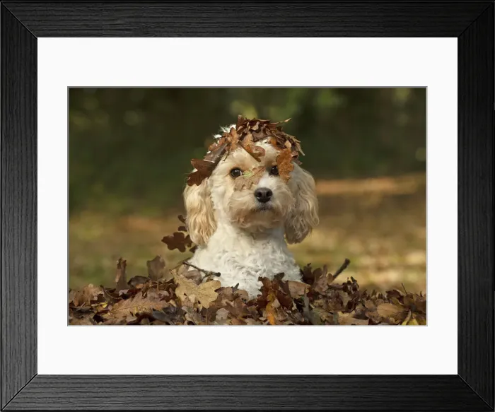 Framed Print : Picture No. 12480118 Framed Print : Picture No. 12480118