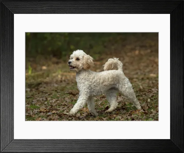 Framed Print : Picture No. 12480119 Framed Print : Picture No. 12480119