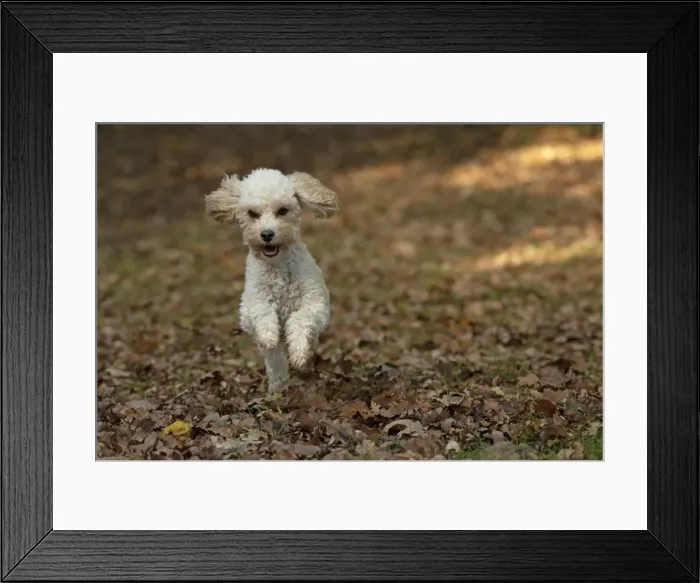 Framed Print : Picture No. 12480120 Framed Print : Picture No. 12480120