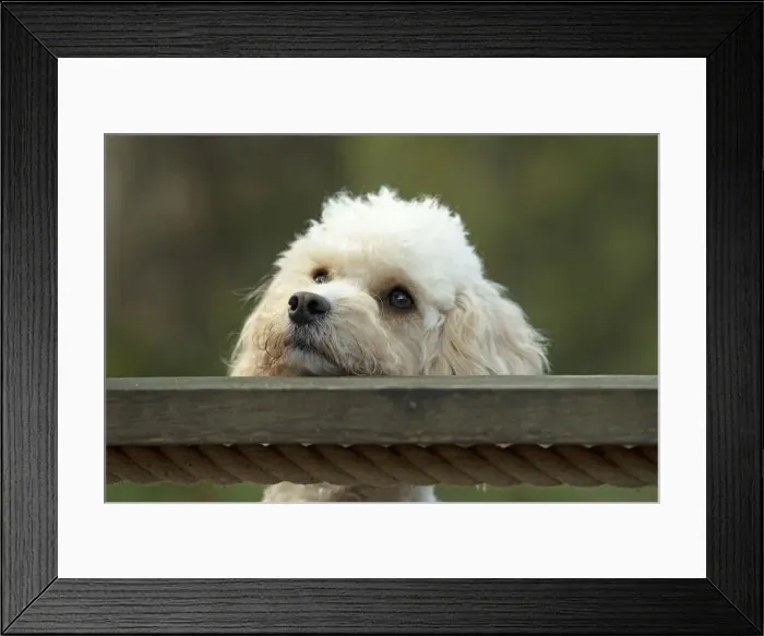 Framed Print : Picture No. 12480121 Framed Print : Picture No. 12480121