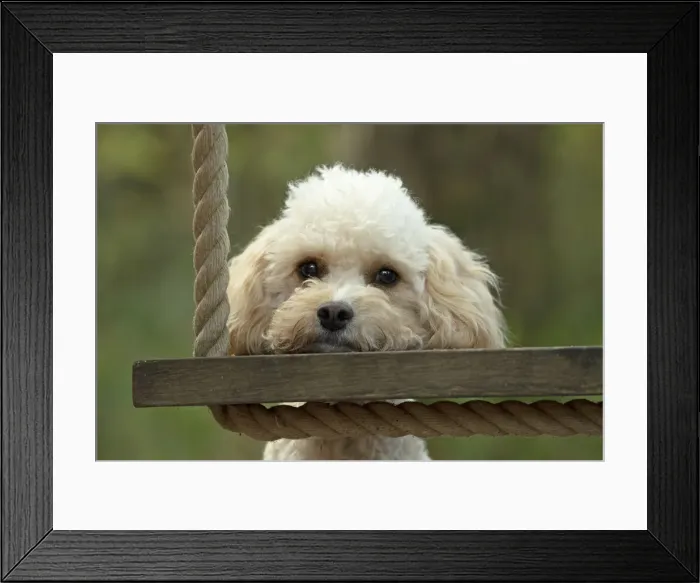 Framed Print : Picture No. 12480123 Framed Print : Picture No. 12480123