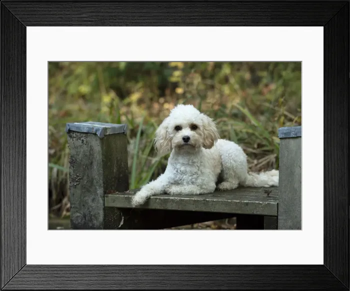 Framed Print : Picture No. 12480124 Framed Print : Picture No. 12480124