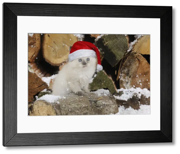 Framed Print : Picture No. 12480177 Framed Print : Picture No. 12480177