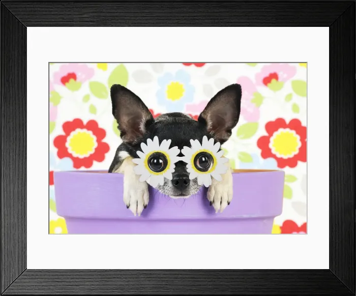 Framed Print : Picture No. 12480211 Framed Print : Picture No. 12480211