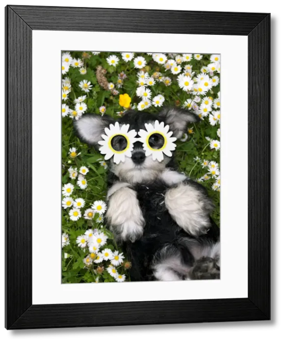Framed Print : Picture No. 12480214 Framed Print : Picture No. 12480214