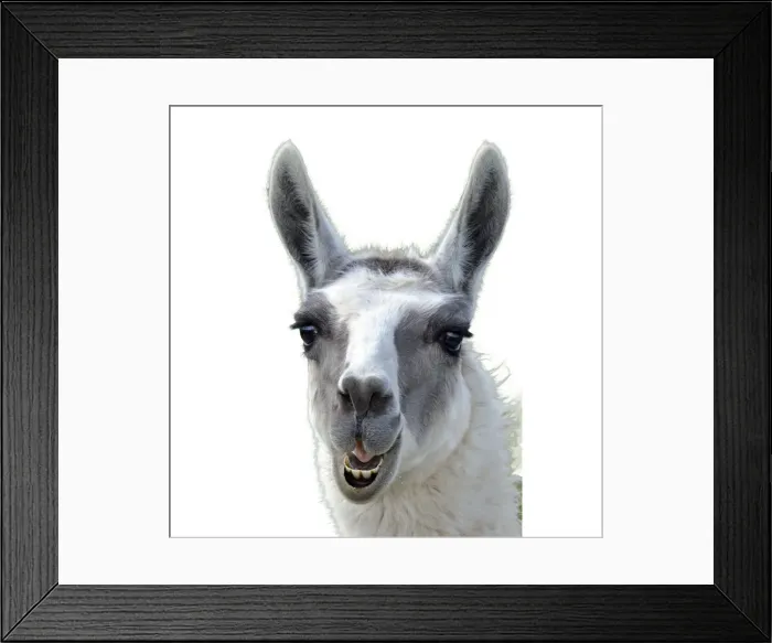Framed Print : Picture No. 12479269 Framed Print : Picture No. 12479269