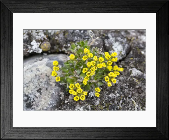Framed Print : Picture No. 12478740 Framed Print : Picture No. 12478740