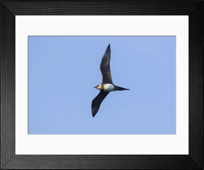 Framed Print : Picture No. 12478741