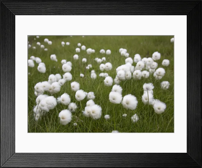 Framed Print : Picture No. 12478743 Framed Print : Picture No. 12478743
