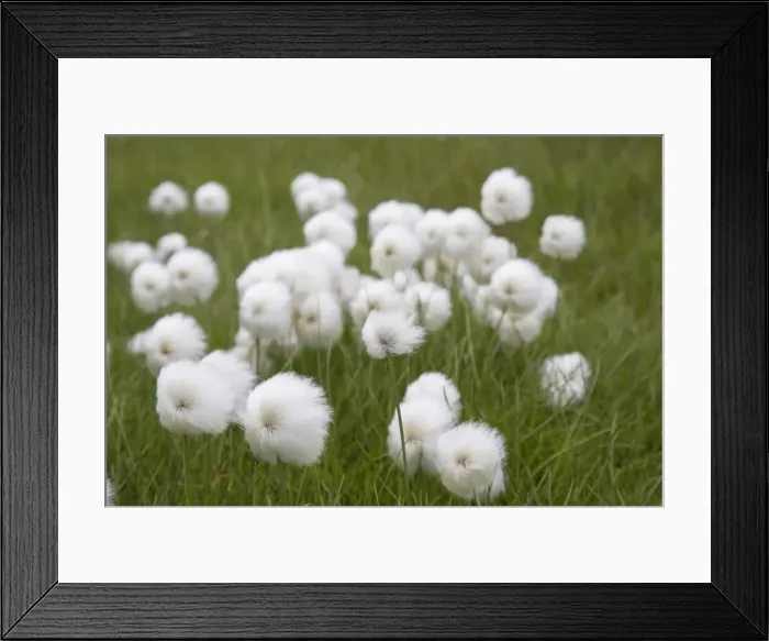 Framed Print : Picture No. 12478744 Framed Print : Picture No. 12478744