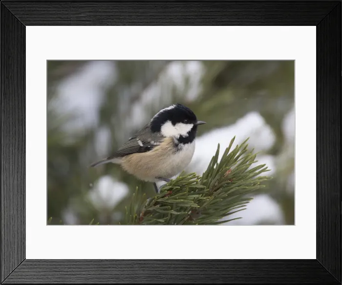 Framed Print : Picture No. 12478747 Framed Print : Picture No. 12478747