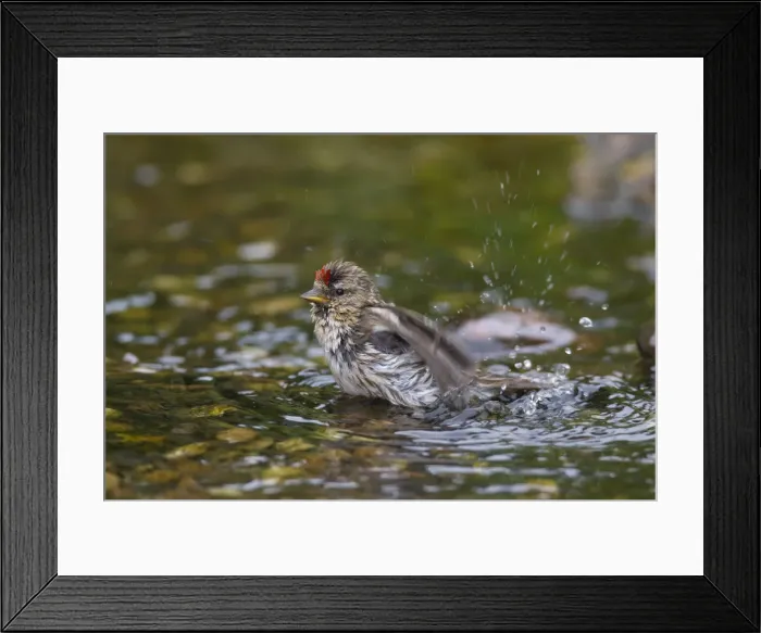 Framed Print : Picture No. 12478750