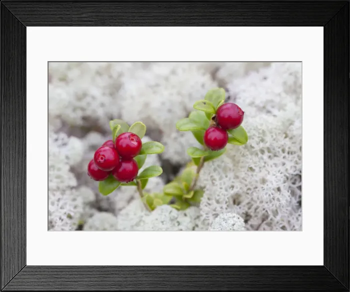 Framed Print : Picture No. 12478753 Framed Print : Picture No. 12478753