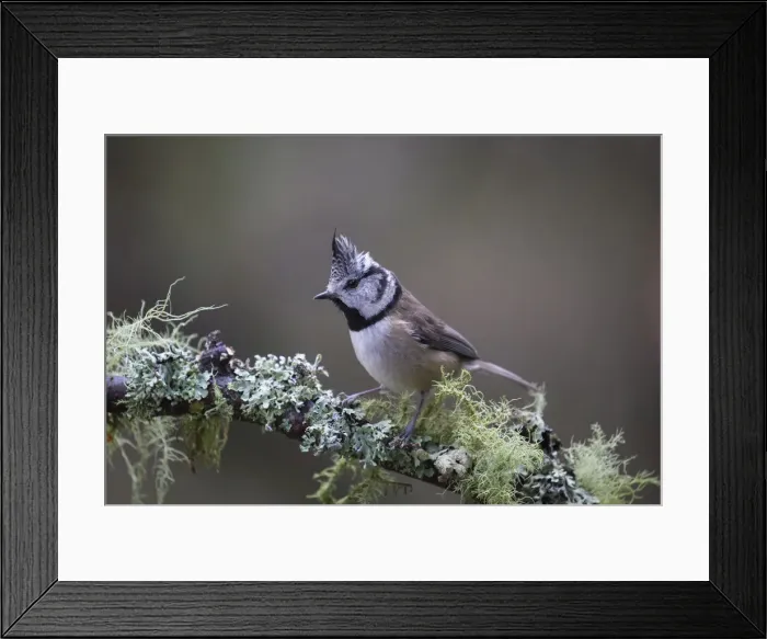 Framed Print : Picture No. 12478754 Framed Print : Picture No. 12478754