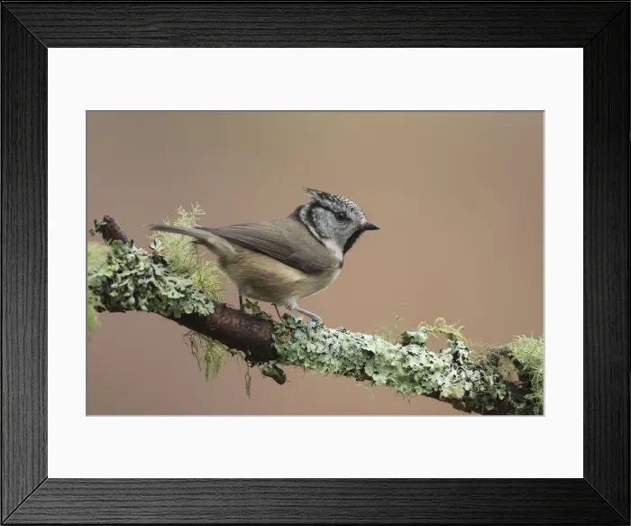 Framed Print : Picture No. 12478755 Framed Print : Picture No. 12478755