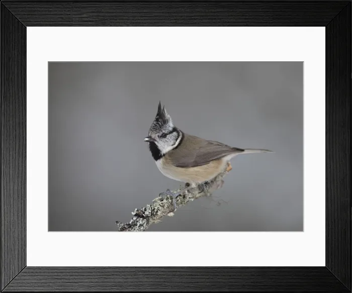 Framed Print : Picture No. 12478756 Framed Print : Picture No. 12478756