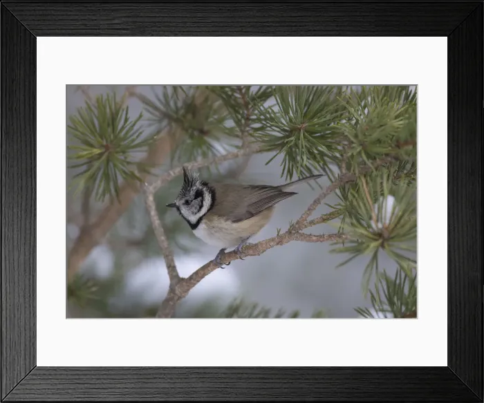 Framed Print : Picture No. 12478757