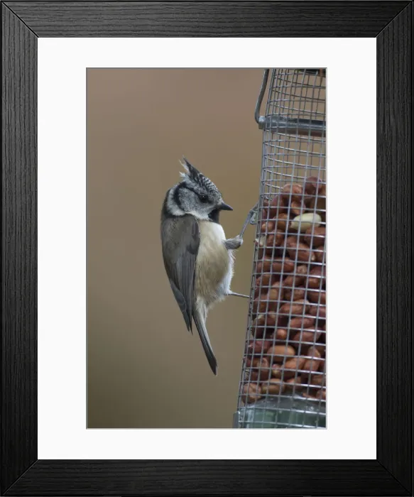 Framed Print : Picture No. 12478759