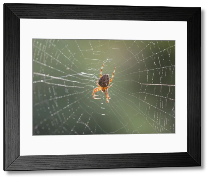 Framed Print : Picture No. 12478760 Framed Print : Picture No. 12478760