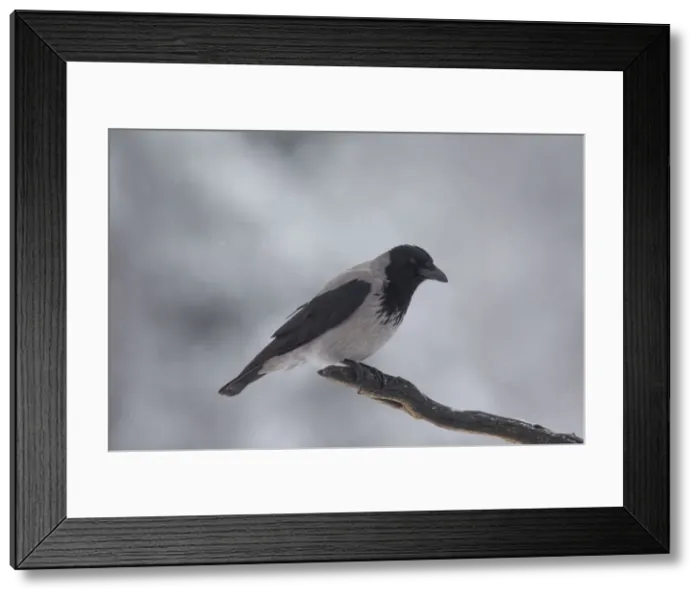 Framed Print : Picture No. 12478765 Framed Print : Picture No. 12478765
