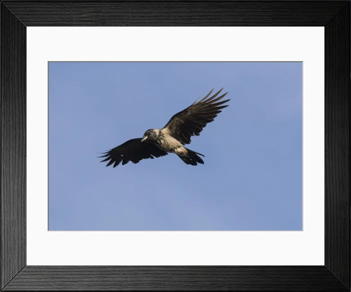 Framed Print : Picture No. 12478766 Framed Print : Picture No. 12478766
