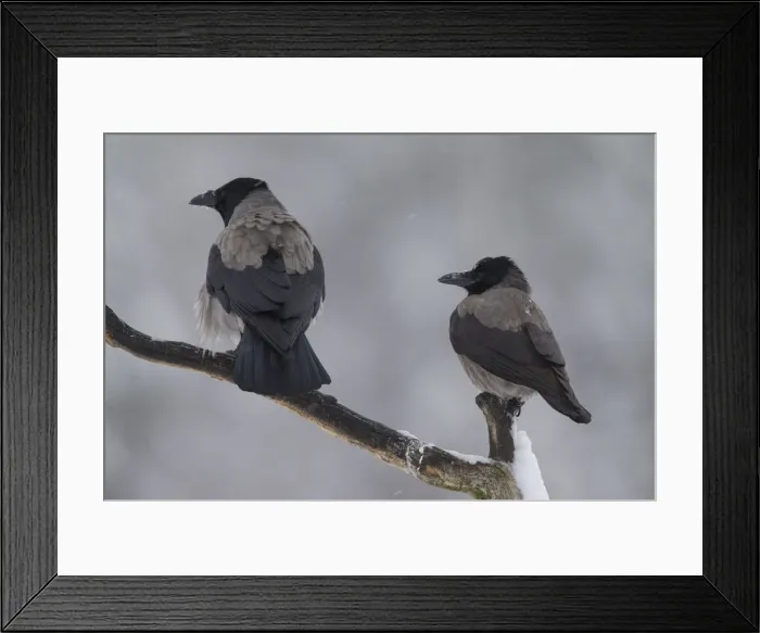 Framed Print : Picture No. 12478767 Framed Print : Picture No. 12478767