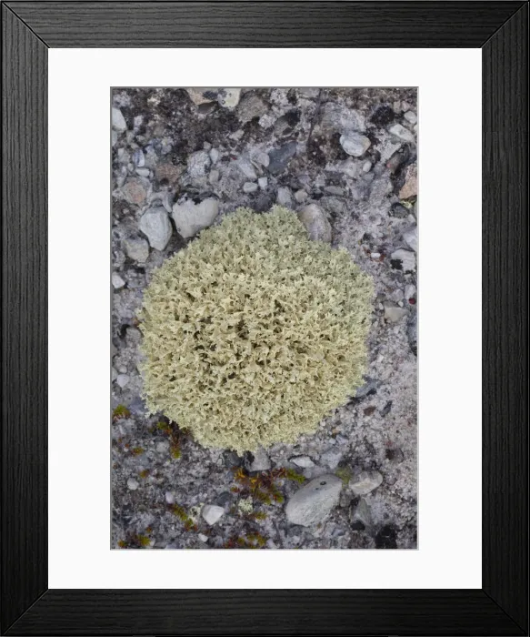 Framed Print : Picture No. 12478768