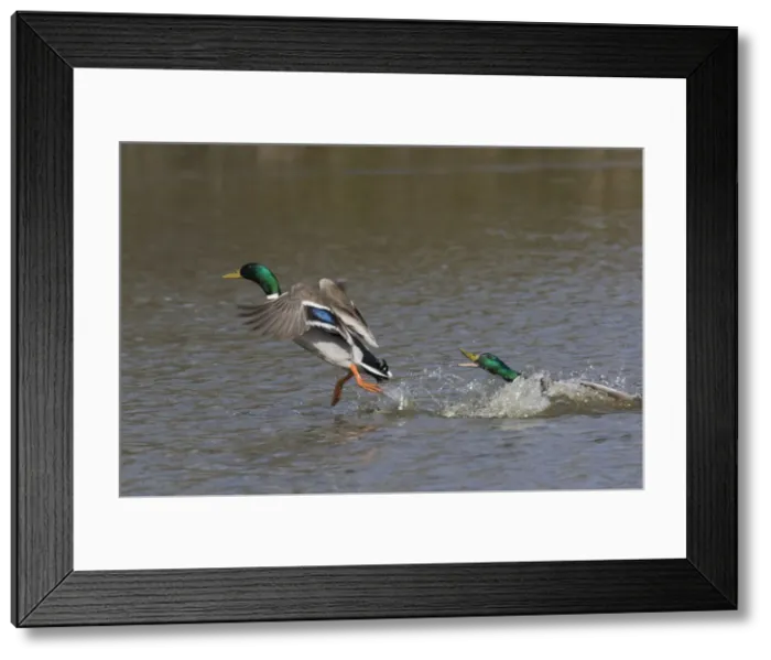 Framed Print : Picture No. 12478778 Framed Print : Picture No. 12478778