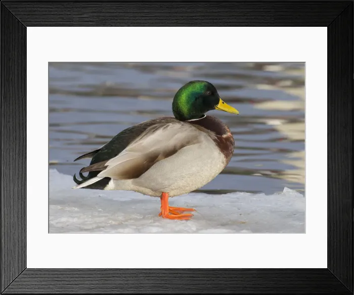 Framed Print : Picture No. 12478779 Framed Print : Picture No. 12478779
