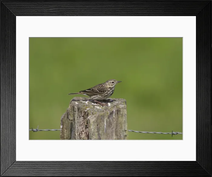Framed Print : Picture No. 12478780