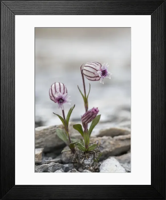 Framed Print : Picture No. 12478782