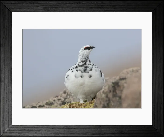 Framed Print : Picture No. 12478783 Framed Print : Picture No. 12478783