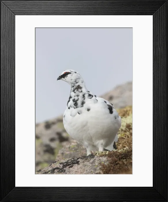 Framed Print : Picture No. 12478784 Framed Print : Picture No. 12478784
